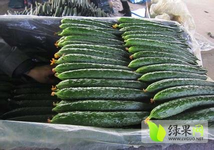 2014年山东莘县189油亮瓜价格