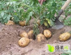河南宛城土豆种植基地5-7月开始供应