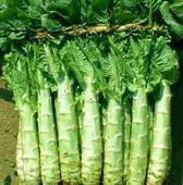 河北定州蔬菜种植基地供应青皮莴苣