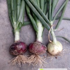 山东临沭黄皮红皮洋葱：蛟龙卞德龙