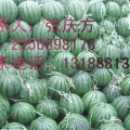 山东泗水种植20万亩西瓜品种全