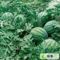 陕西蒲城种植有机大棚冠龙西瓜