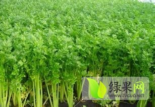 河北尚义芹菜种植面积广 价格低廉