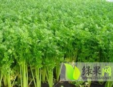 河北尚义芹菜种植面积广 价格低廉