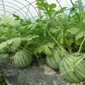 山东济阳无公害种植太平宝西瓜