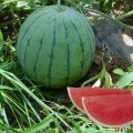 江苏睢宁西瓜种植面积大