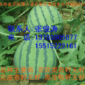 2014开封西瓜基地种植现状简介