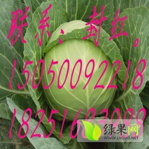 2014年江苏沛县8398甘蓝价格