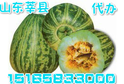 2014年山东莘县花蕾价格