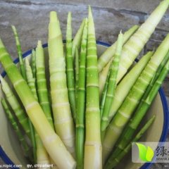 贵州赤水庆竹笋：元厚镇杨明均