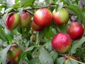 2014年陕西大荔中油5号价格