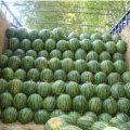 河南开封西瓜专业代办处