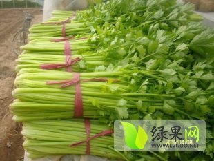 河南延津美国西芹质优价廉 上货量大