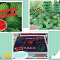 山东潍坊京欣西瓜代办