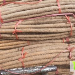 河南焦作铁棍山药已进入冷库保存