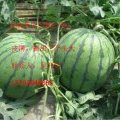 山东平邑-5月份-京欣西瓜正大量上市！