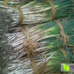 四川西昌代收日本钢葱葱白30-60公分