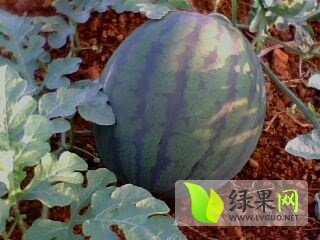 麒麟西瓜价格