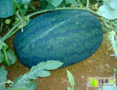 广西崇左市江洲区驮卢镇西瓜开始大量上市