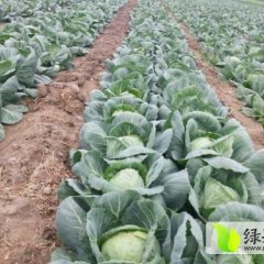 山东平度卷心菜最新价格为0.2-0.45元/斤