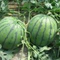 山东费县无公害西瓜基地 交通方便