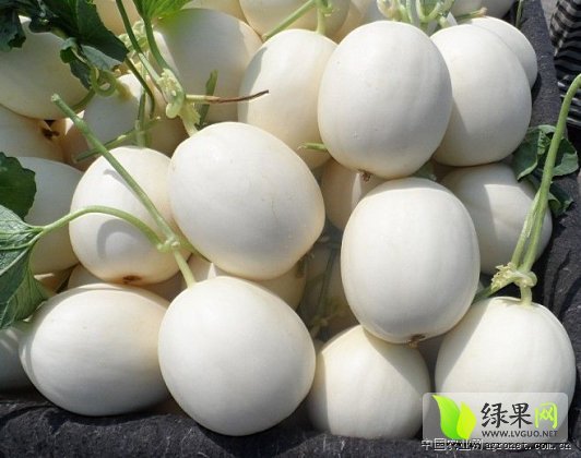 2014年山东费县早雪价格