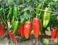 河南新野青椒：城郊乡姚书功