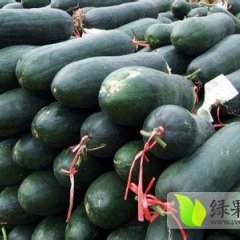 广东博罗2014年黑优大冬瓜价格行情分析