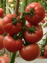 山东曹县粉宝石西红柿最新价格在1.3-1.5左右