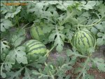 江苏睢宁2014年种植西瓜品种多