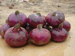 山东惠民6.10后红皮洋葱开始销售