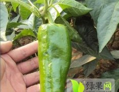 广东阳西本人自产自销301辣椒 可供应上万斤