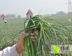 常年代收，代存，代销大蒜，蒜薹