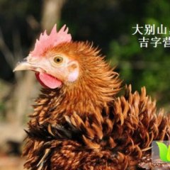 湖北黄冈蕲春翻（反）毛鸡卷毛土鸡大别山特产