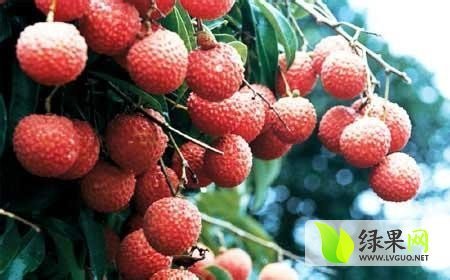 2014年广东阳西玉荷包价格