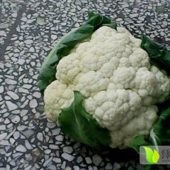 陕西三原早熟雪岭菜花已经上市了