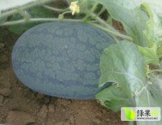 广西江洲黑美人：左州镇蒙秋斌