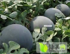 广西江南黑美人：延安镇张先生