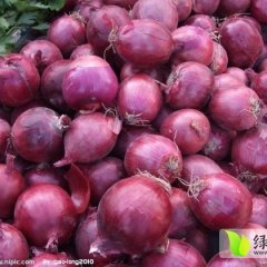 山东郯城红皮洋葱：红花乡谢士钦