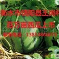河北饶阳京欣：王岗村赵先生