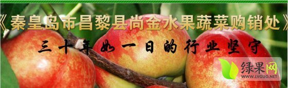 河北昌黎中油12号：荒佃庄杨尚金