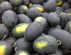 广西江南黑美人：山圩镇马思远