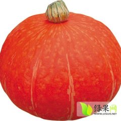 两万余亩黄金二号南瓜开始供应