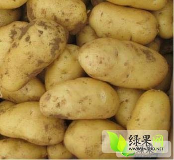 2014年河南通许荷兰十五价格