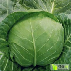 陕西泾阳几千亩春季甘蓝大量上市