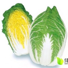 河北蔚县韩国黄心白菜：草沟堡李