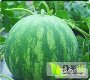 2014年河南通许龙卷风价格
