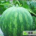 河南通许龙卷风西瓜：邸阁乡王斗