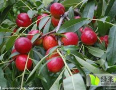 山东冠县8000余亩油桃即将大量成熟