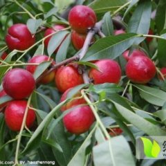 山东冠县8000余亩油桃即将大量成熟